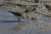 DPPhotography - Mallorca - Temminck's stint - F