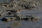 DPPhotography - Mallorca - Temminck's stint - H