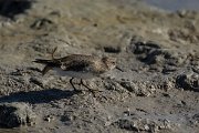 DPPhotography - Mallorca - Temminck's stint - I
