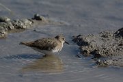 DPPhotography - Mallorca - Temminck's stint - J