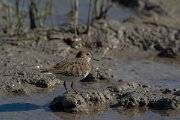 DPPhotography - Mallorca - Temminck's stint - K