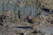 DPPhotography - Mallorca - Temminck's stint - L