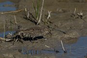DPPhotography - Mallorca - Temminck's stint - M