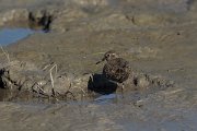 DPPhotography - Mallorca - Temminck's stint - N