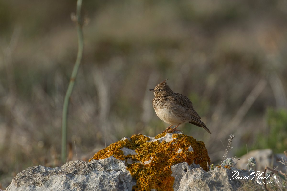 DPPhotography - Mallorca - Thekla lark - A.jpg - Thekla lark - Cap Blanc, Mallorca