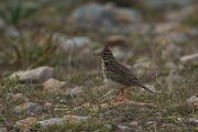 DPPhotography - Mallorca - Thekla lark - D