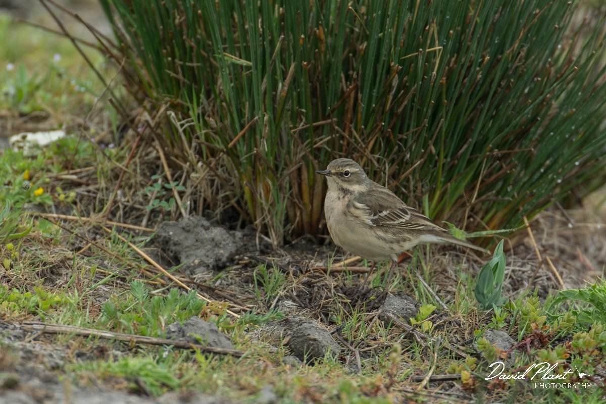 DPPhotography - Mallorca - Water pipit - C.jpg - Water pipit - s'Albufera, Mallorca