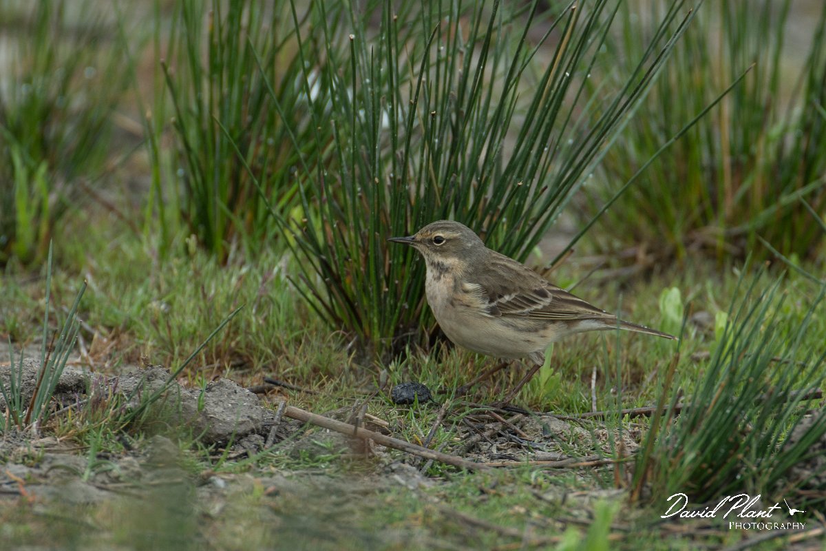 DPPhotography - Mallorca - Water pipit - D.jpg - Water pipit - s'Albufera, Mallorca