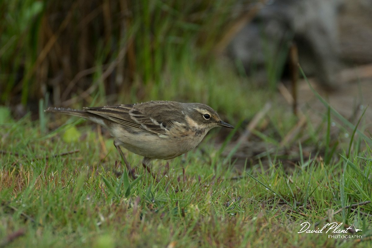 DPPhotography - Mallorca - Water pipit - F.jpg - Water pipit - s'Albufera, Mallorca