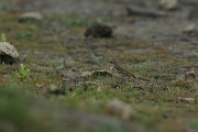 DPPhotography - Mallorca - Water pipit - A