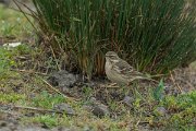 DPPhotography - Mallorca - Water pipit - C