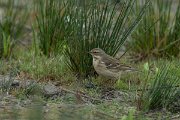 DPPhotography - Mallorca - Water pipit - D