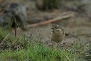 DPPhotography - Mallorca - Water pipit - E