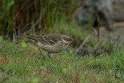 DPPhotography - Mallorca - Water pipit - F