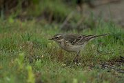 DPPhotography - Mallorca - Water pipit - G