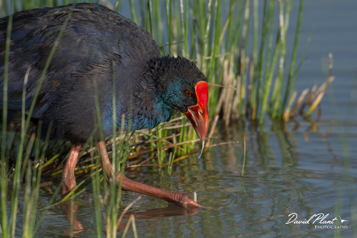 DPPhotography - Mallorca - Western swamphen - A.jpg - Western swamphen - s'Albufera, Mallorca