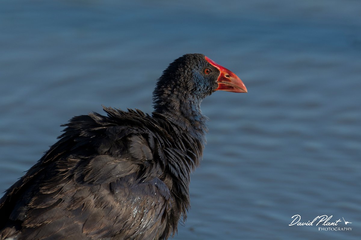 DPPhotography - Mallorca - Western swamphen - D.jpg - Western swamphen - s'Albufera, Mallorca