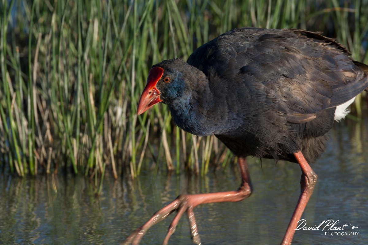 DPPhotography - Mallorca - Western swamphen - E.jpg - Western swamphen - s'Albufera, Mallorca