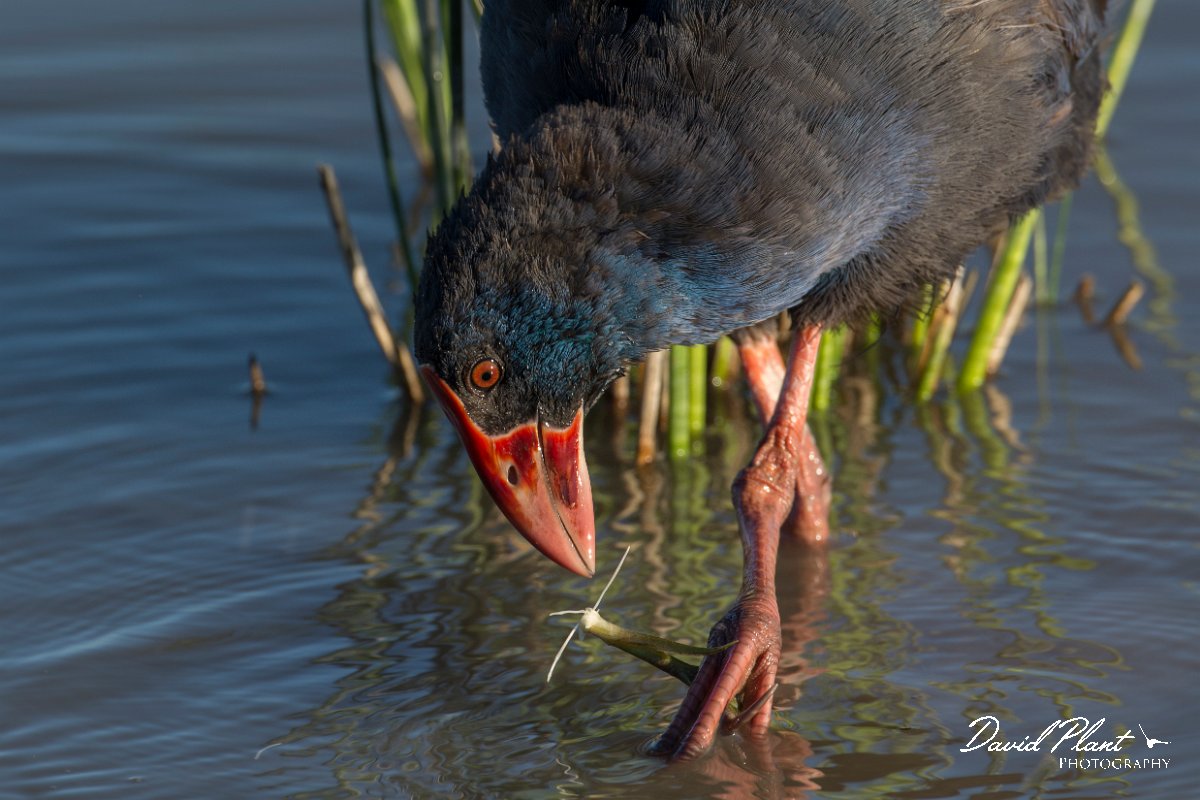 DPPhotography - Mallorca - Western swamphen - L.jpg - Western swamphen - s'Albufera, Mallorca