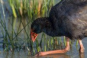 DPPhotography - Mallorca - Western swamphen - B