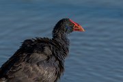DPPhotography - Mallorca - Western swamphen - D