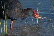 DPPhotography - Mallorca - Western swamphen - F