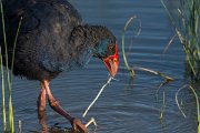 DPPhotography - Mallorca - Western swamphen - G