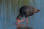 DPPhotography - Mallorca - Western swamphen - K