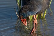 DPPhotography - Mallorca - Western swamphen - L
