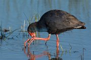 DPPhotography - Mallorca - Western swamphen - M