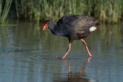 DPPhotography - Mallorca - Western swamphen - N