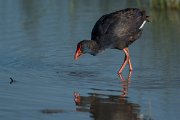 DPPhotography - Mallorca - Western swamphen - O