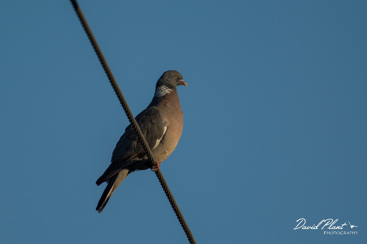 DPPhotography - Mallorca - Wood pigeon - C.jpg - Wood pigeon - s'Albufera, Mallorca