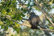 DPPhotography - Mallorca - Wood pigeon - A