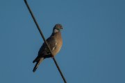 DPPhotography - Mallorca - Wood pigeon - C