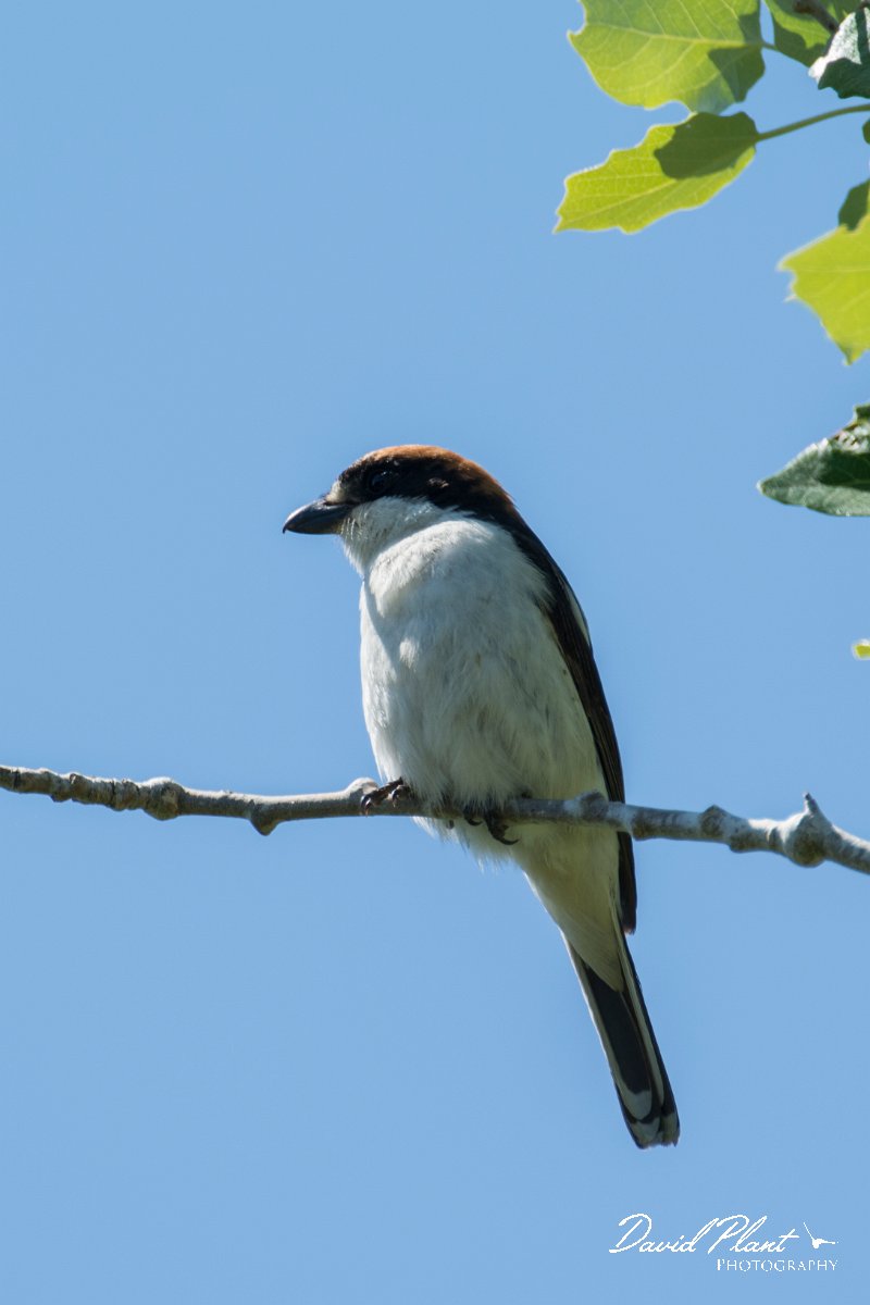 DPPhotography - Mallorca - Woodchat shrike - B.jpg - Woodchat shrike - s'Albufera, Mallorca
