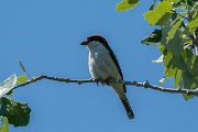 DPPhotography - Mallorca - Woodchat shrike - A