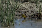 DPPhotography - Mallorca - Yellow wagtail - A