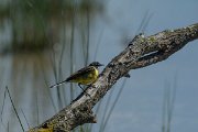 DPPhotography - Mallorca - Yellow wagtail - B