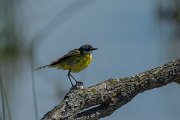 DPPhotography - Mallorca - Yellow wagtail - C
