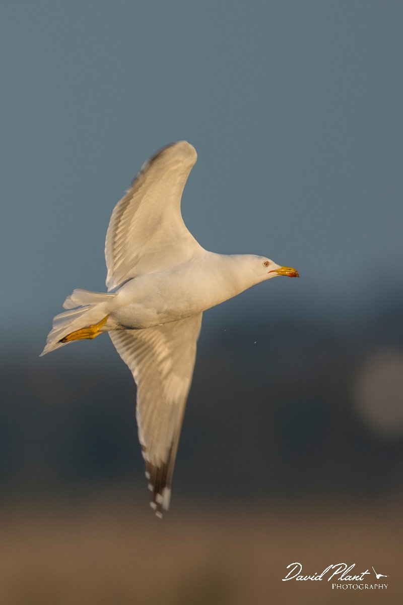 DPPhotography - Mallorca - Yellow-legged gull - C.jpg - Yellow-legged gull - s'Albufera, Mallorca