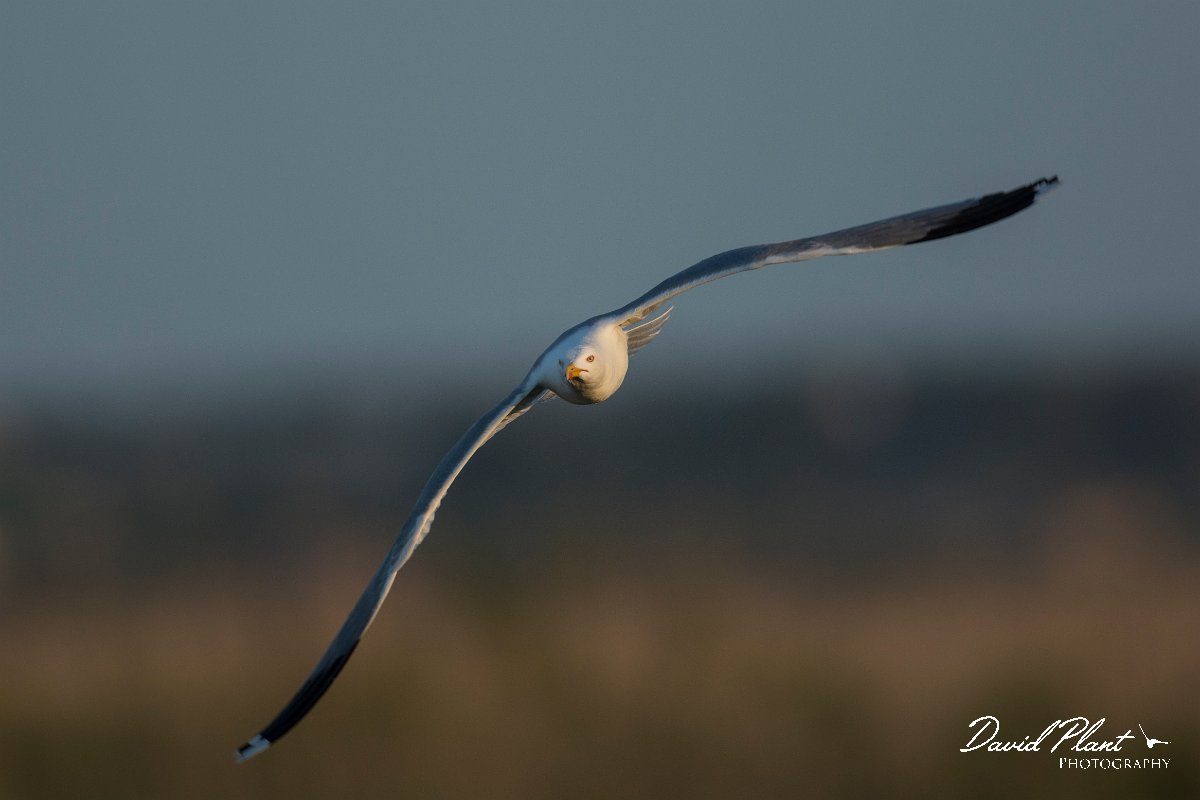 DPPhotography - Mallorca - Yellow-legged gull - D.jpg - Yellow-legged gull - s'Albufera, Mallorca