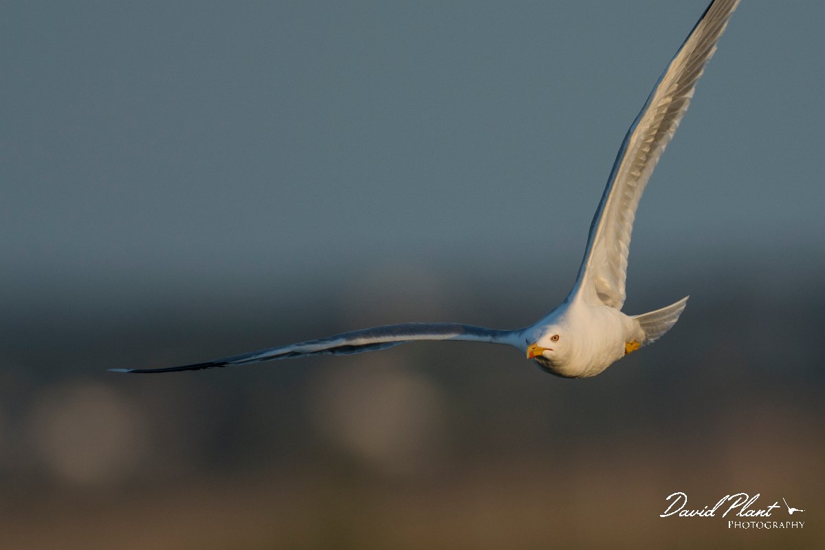 DPPhotography - Mallorca - Yellow-legged gull - E.jpg - Yellow-legged gull - s'Albufera, Mallorca