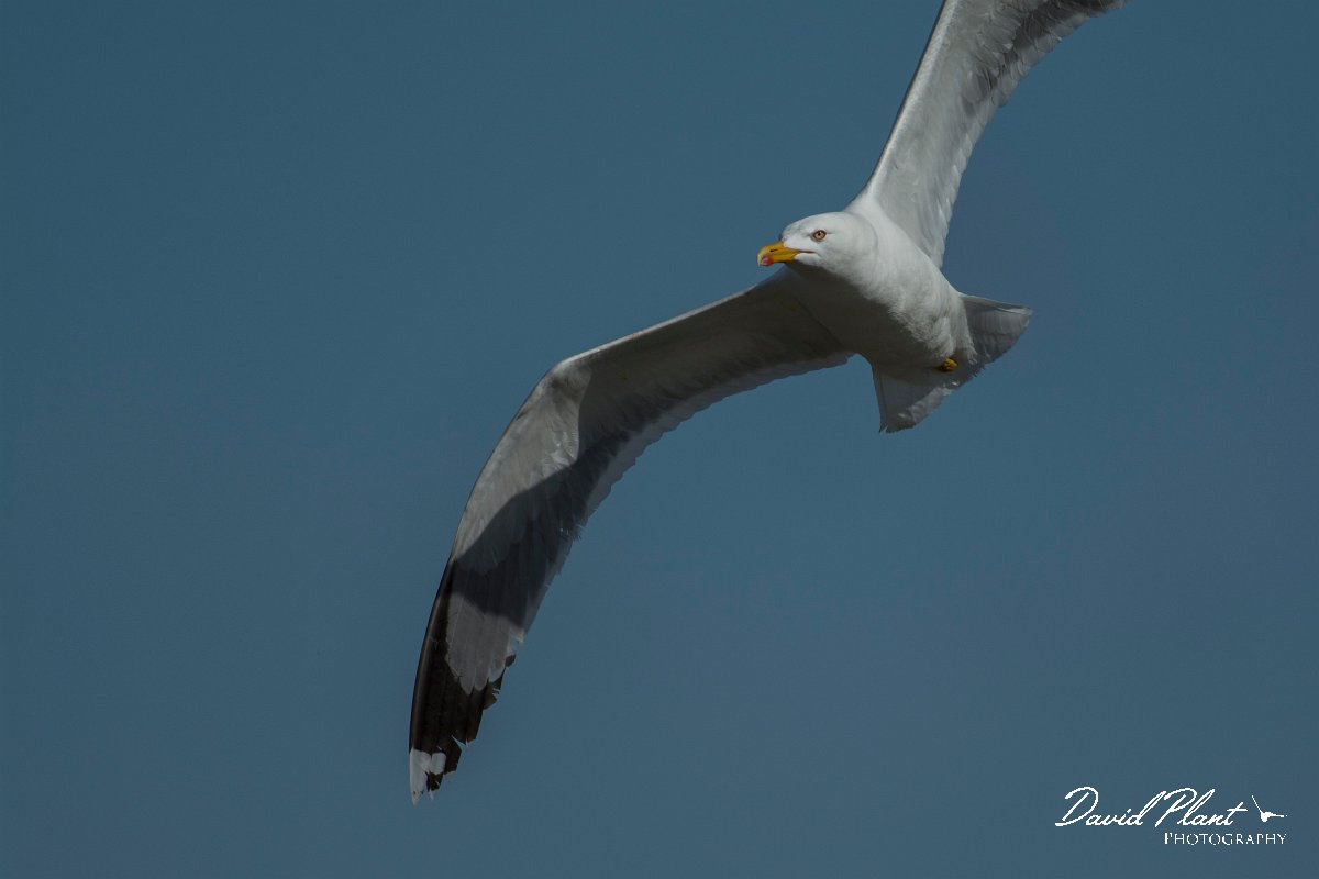 DPPhotography - Mallorca - Yellow-legged gull - F.jpg - Yellow-legged gull - s'Albufera, Mallorca