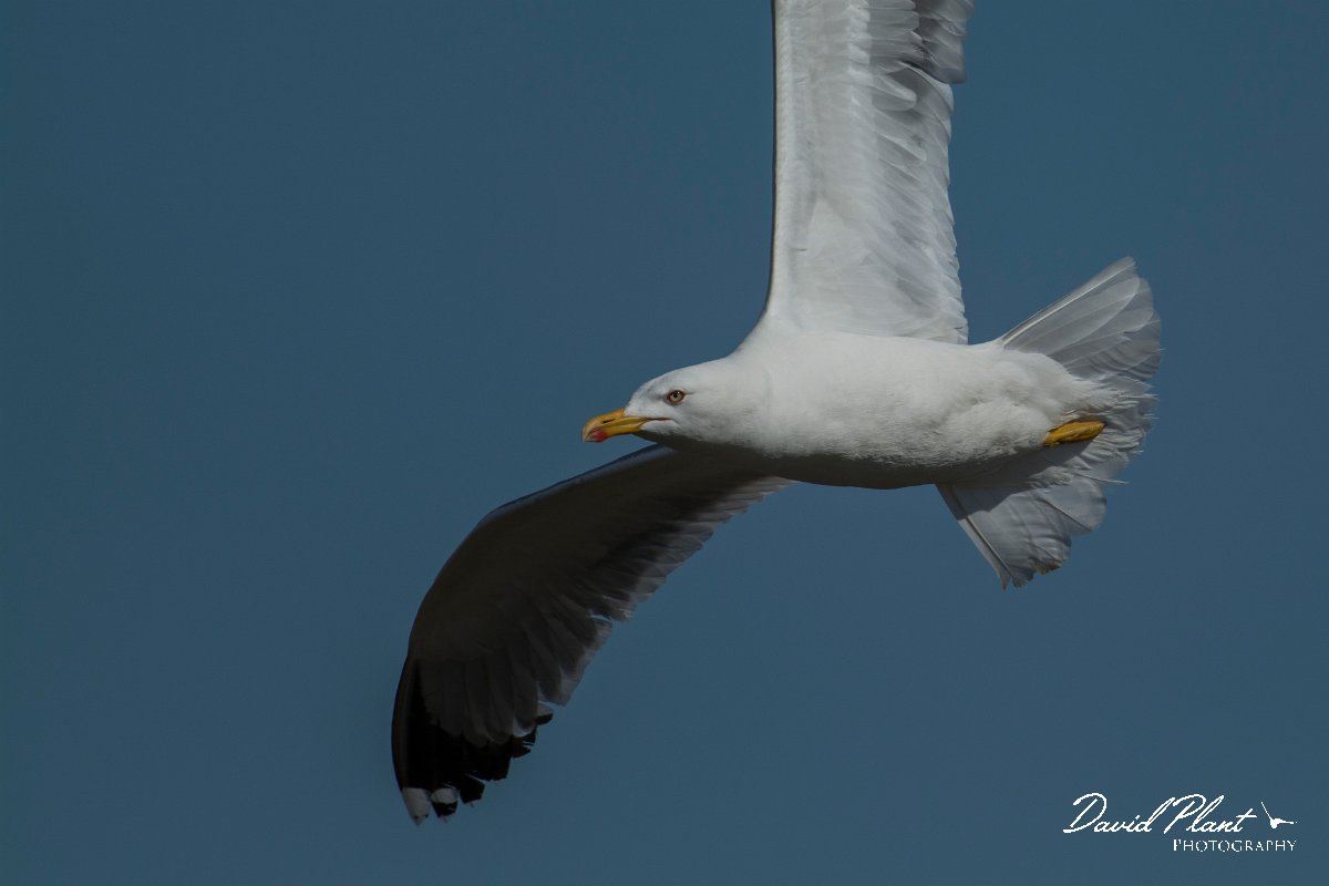 DPPhotography - Mallorca - Yellow-legged gull - G.jpg - Yellow-legged gull - s'Albufera, Mallorca