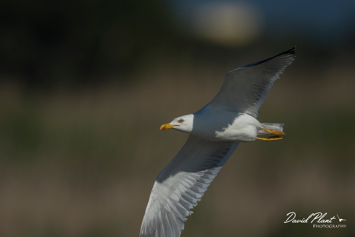 DPPhotography - Mallorca - Yellow-legged gull - H.jpg - Yellow-legged gull - s'Albufera, Mallorca