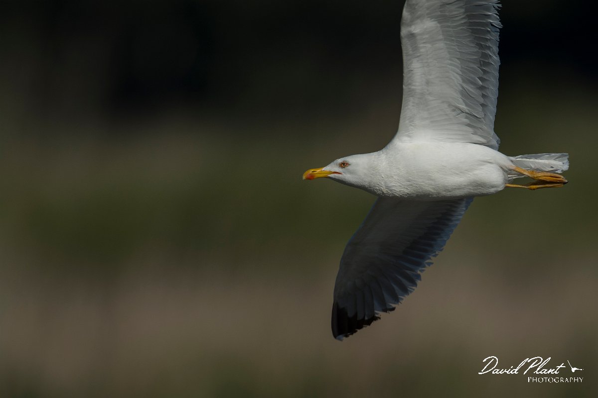 DPPhotography - Mallorca - Yellow-legged gull - I.jpg - Yellow-legged gull - s'Albufera, Mallorca