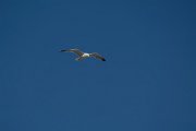 DPPhotography - Mallorca - Yellow-legged gull - A