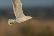 DPPhotography - Mallorca - Yellow-legged gull - B
