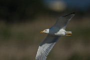 DPPhotography - Mallorca - Yellow-legged gull - H